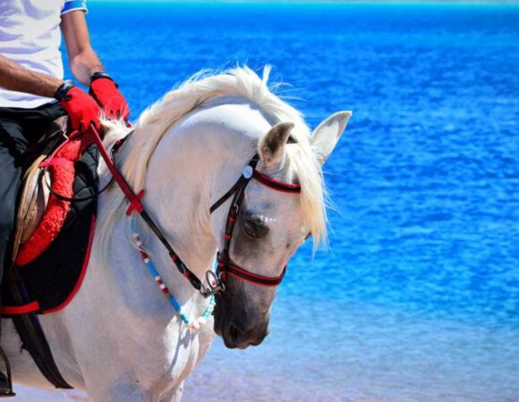 ADVENTURE SAFARI BY HORSE IN SHARM EL SHEIKH