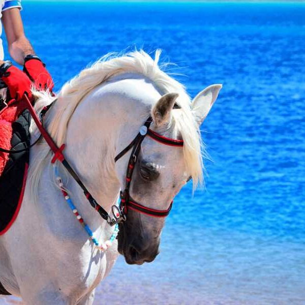 ADVENTURE SAFARI BY HORSE IN SHARM EL SHEIKH