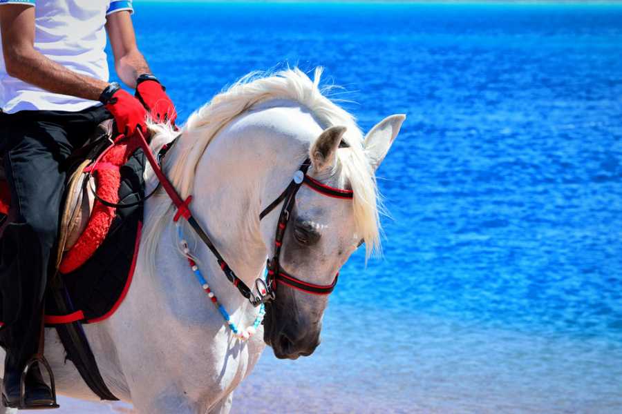 ADVENTURE SAFARI BY HORSE IN SHARM EL SHEIKH