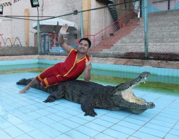 ENJOY SNAKE AND CROCODILE SHOWS WITH A SPECIAL NIGHT FIRE SHOW IN SHARM EL-SHEIKH