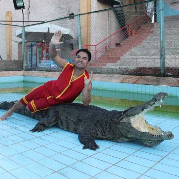 ENJOY SNAKE AND CROCODILE SHOWS WITH A SPECIAL NIGHT FIRE SHOW IN SHARM EL-SHEIKH