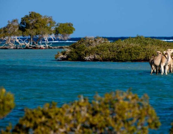 SAFARI DAY TOUR TO WADI EL GAMAL NATIONAL PARK FROM MARSA ALAM