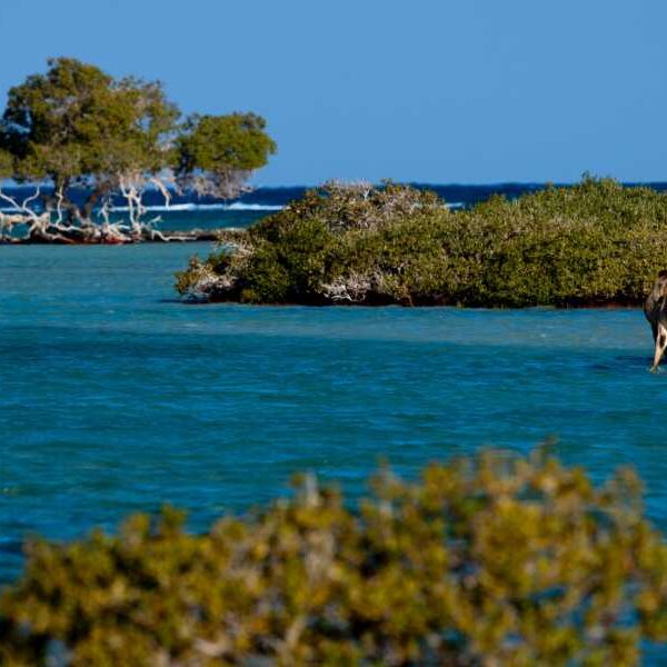 SAFARI DAY TOUR TO WADI EL GAMAL NATIONAL PARK FROM MARSA ALAM