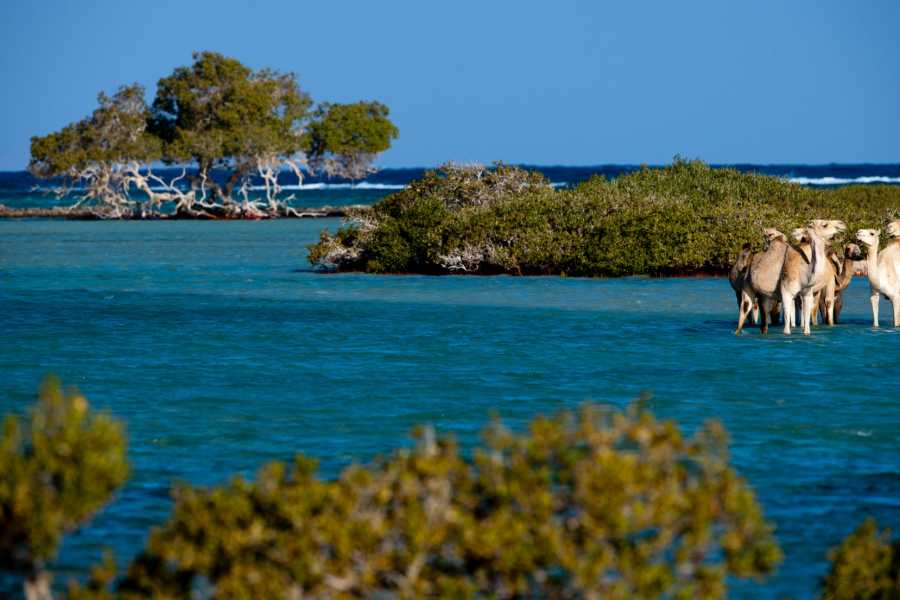 SAFARI DAY TOUR TO WADI EL GAMAL NATIONAL PARK FROM MARSA ALAM