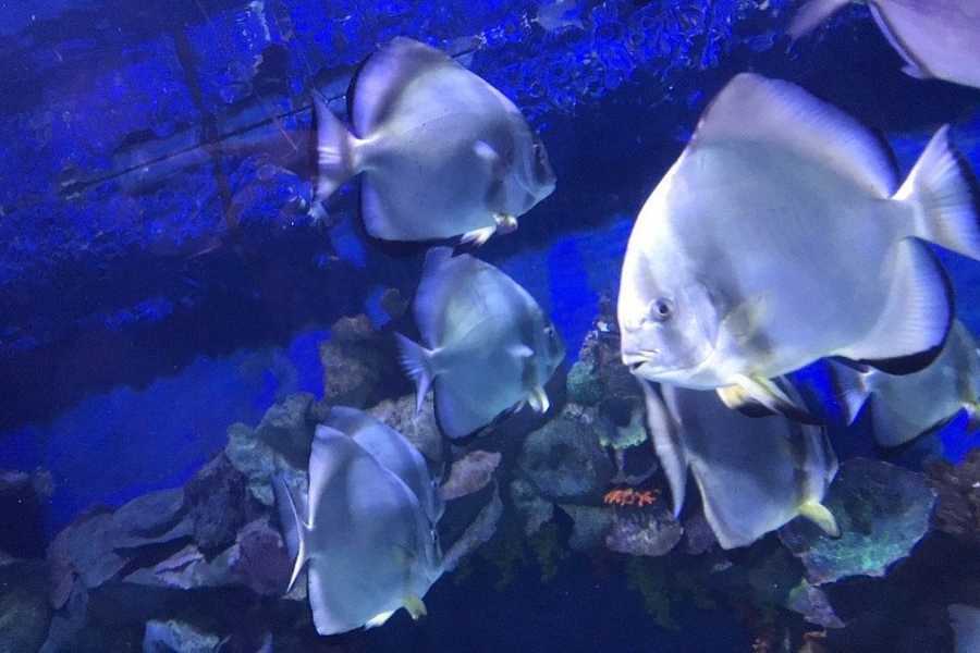 GRAND AQUARIUM HURGHADA WITH PRIVATE TRANSFER