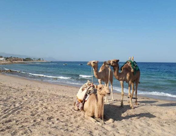 CAMEL RIDE, SNORKELING AT BLUE HOLE FROM DAHAB