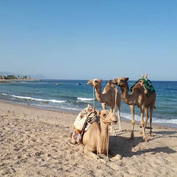 CAMEL RIDE, SNORKELING AT BLUE HOLE FROM DAHAB