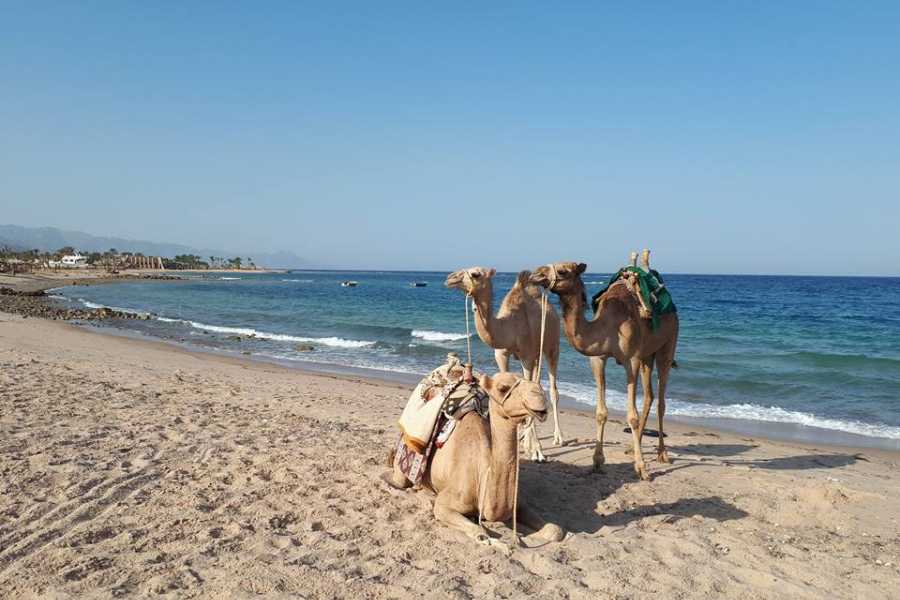 SNORKEL & CAMEL RIDE, QUAD BIKE FULL DAY IN DAHAB FROM SHARM EL SHEIKH