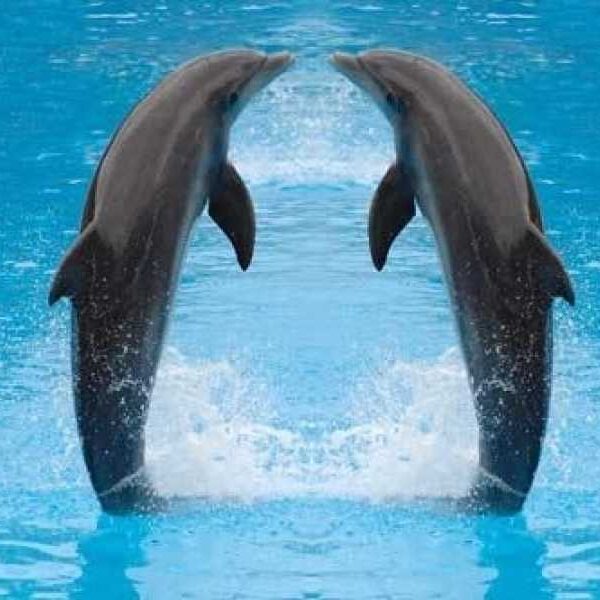 DOLPHIN SHOW IN SHARM EL SHEIKH