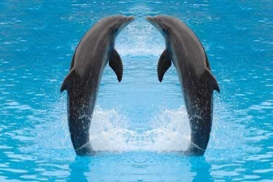 DOLPHIN SHOW IN SHARM EL SHEIKH