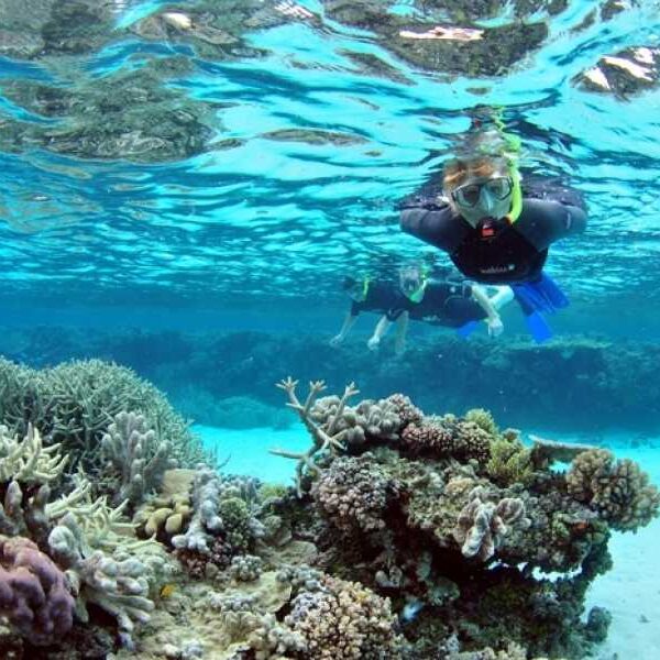 SNORKELLING TRIP IN RAS MOHAMED BY BOAT