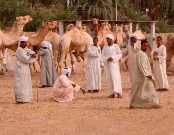 DARAW CAMEL MARKET DAY TOUR IN ASWAN