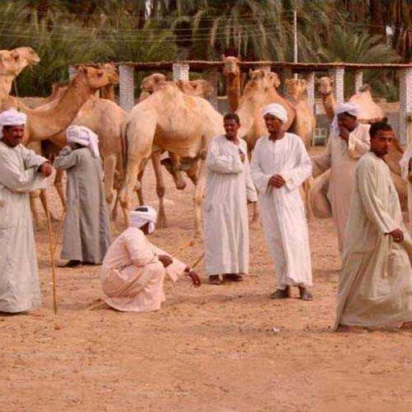 DARAW CAMEL MARKET DAY TOUR IN ASWAN