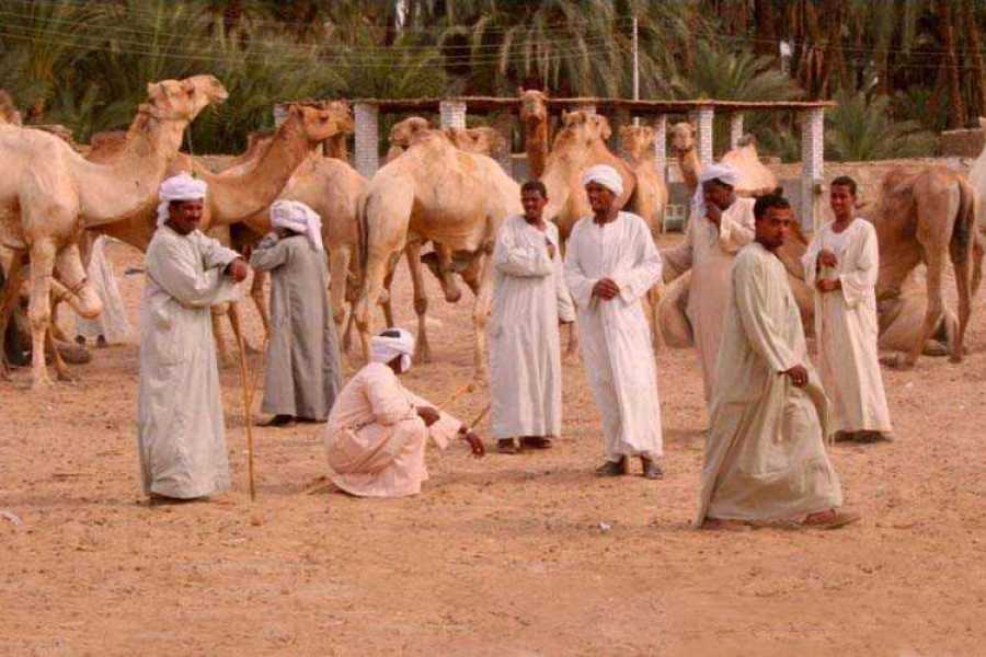 DARAW CAMEL MARKET DAY TOUR IN ASWAN