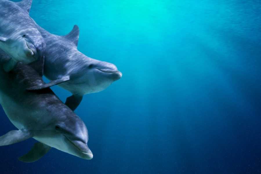 SWIMMING WITH DOLPHINS, SNORKELING TOUR FROM MARSA ALAM